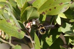 Criorhina nigripes