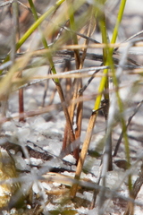 Netrostylis capillaris