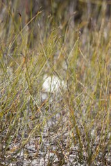 Netrostylis capillaris