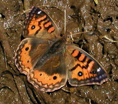 Junonia vestina
