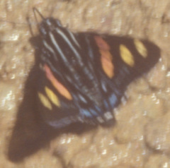 Mimoniades versicolor