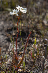 Drosera murfetii