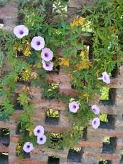 Ipomoea cairica