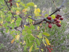 Erythrostemon melanadenius