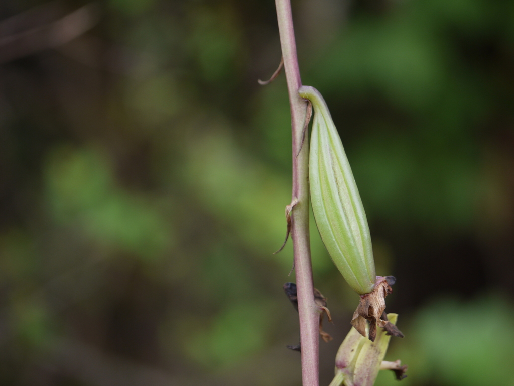 Eulophia nuda