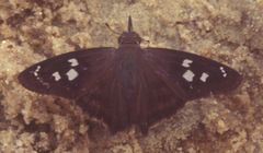 Polygonus leo