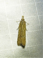 Dichomeris ligulella