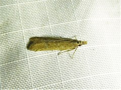 Dichomeris ligulella