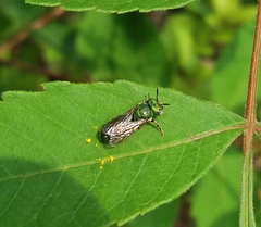 Ceratina smaragdula