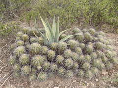 Ferocactus flavovirens