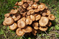 Desarmillaria tabescens