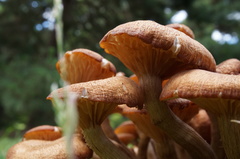 Desarmillaria tabescens