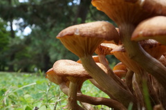 Desarmillaria tabescens