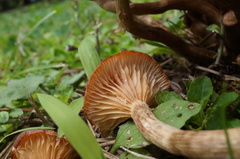 Desarmillaria tabescens