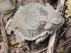 Phrynosoma taurus