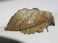 Phyllodesma occidentis