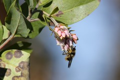 Criorhina