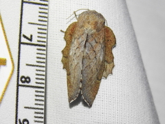 Phyllodesma occidentis