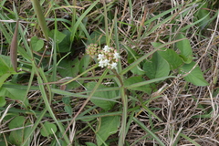 Asclepias woodsoniana
