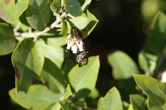 Criorhina