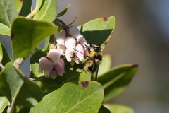 Criorhina