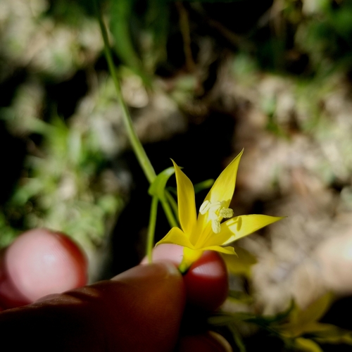 Image of Lisianthius laxiflorus by (c) Daniel McClosky, some rights reserved (CC BY)