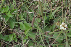 Asclepias woodsoniana