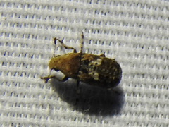 Euparius marmoreus
