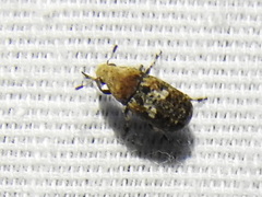 Euparius marmoreus