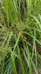 Scirpus ternatanus