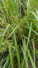 Scirpus ternatanus