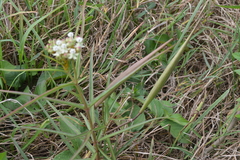 Asclepias woodsoniana