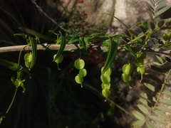 Dioscorea saxatilis