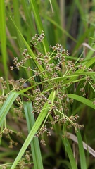 Scirpus ternatanus