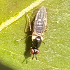 Prochyliza xanthostoma