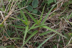 Asclepias woodsoniana