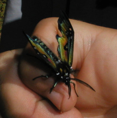 Chrysocale regalis