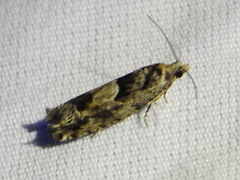 Pseudexentera hodsoni