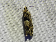 Pseudexentera hodsoni