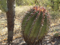 Ferocactus recurvus recurvus