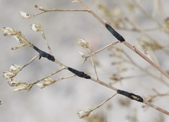 Asteromyia gutierreziae