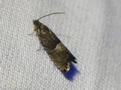 Sereda tautana
