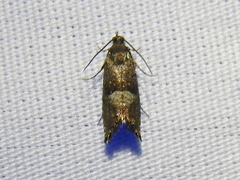 Sereda tautana