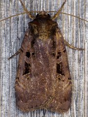 Pseudohermonassa tenuicula