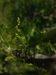 Dioscorea saxatilis