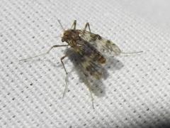 Psectrotanypus dyari