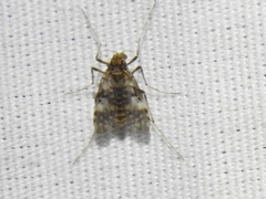 Psectrotanypus dyari