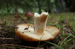 Russula foetens