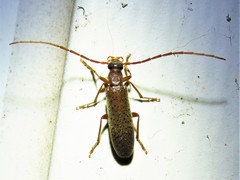 Sparedrus aspersus