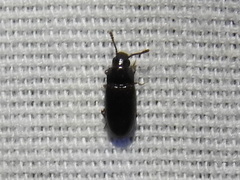 Pharaxonotha
